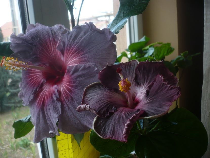 P1510503 - HIBISCUSI 2022-1