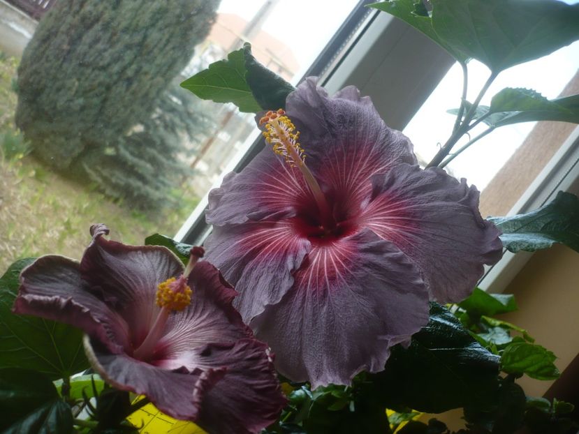 P1510504 - HIBISCUSI 2022-1