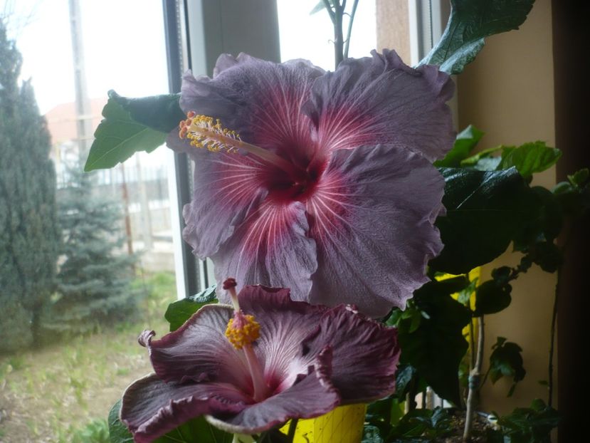 P1510505 - HIBISCUSI 2022-1