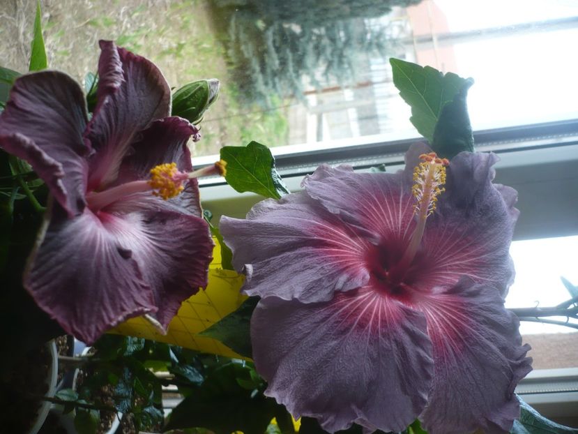 P1510507 - HIBISCUSI 2022-1