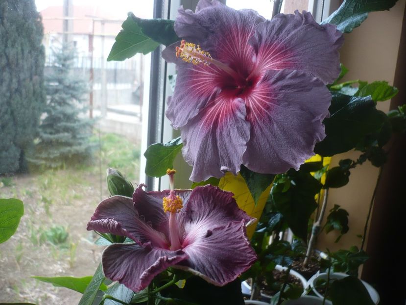 P1510508 - HIBISCUSI 2022-1