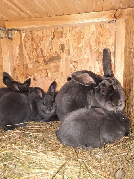 rex albastru 13 - cuib din 22 03 2022