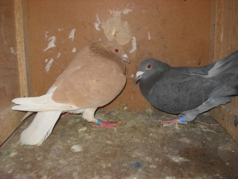  - UNDEVA IN SUCEAVA arhiva