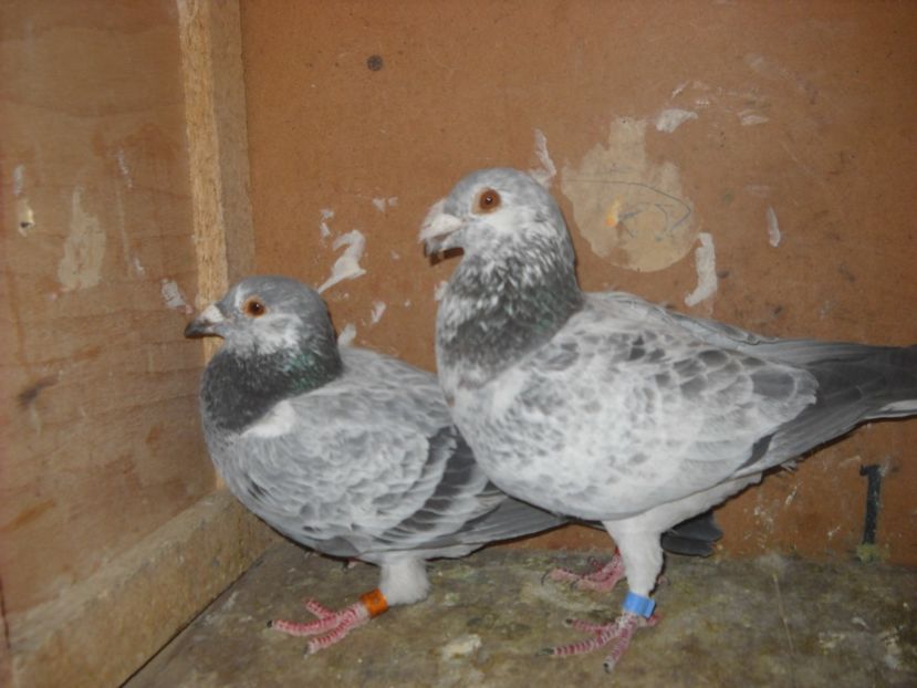  - UNDEVA IN SUCEAVA arhiva