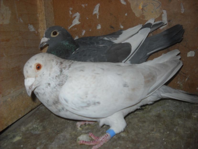  - PORUMBEI VANDUTI 2