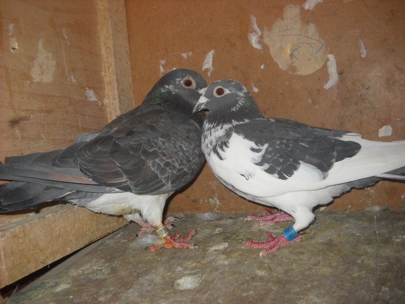  - PORUMBEI VANDUTI 2