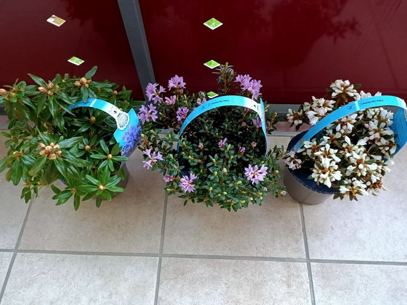 Img.2022.03.23 - 1 Achiziție nouă