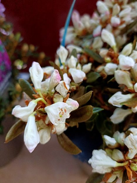 Img.2022.03.23 - 1 Achiziție nouă