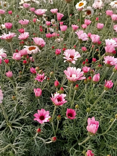 Img.2022.03.25 - Magazinul