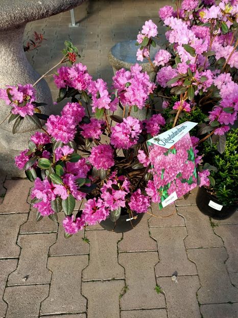 Img.2022.03.25 - Magazinul