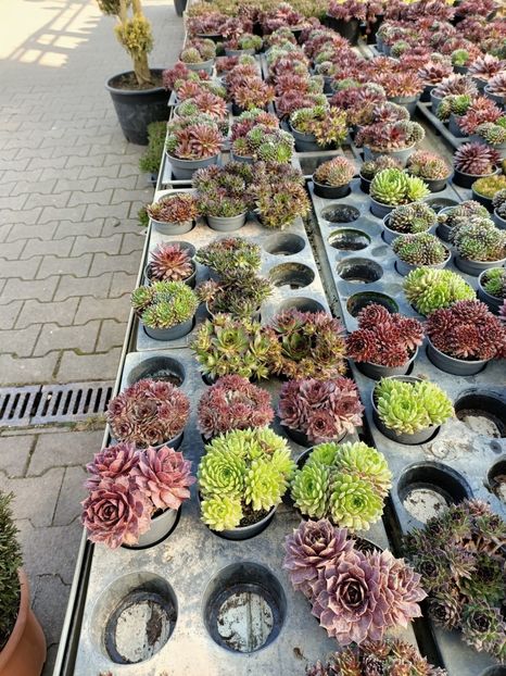 Img.2022.03.25 - Magazinul