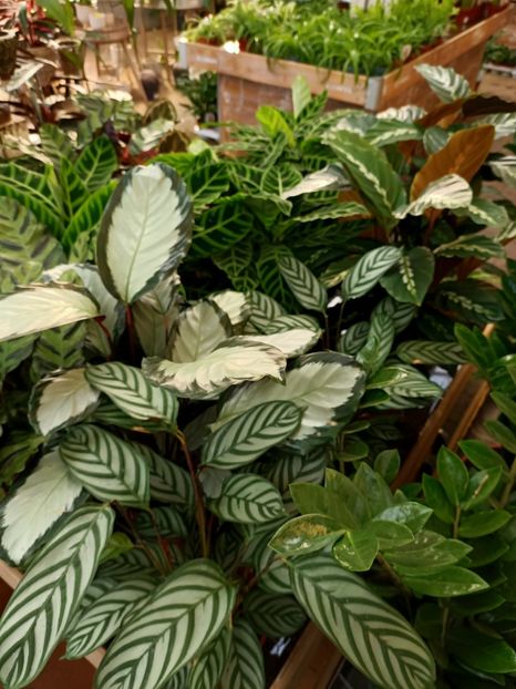 Img.2022.03.25 - Magazinul