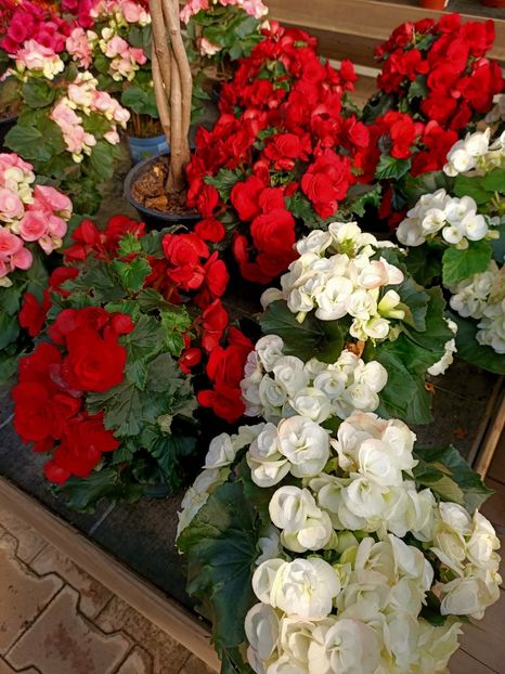 Img.2022.03.25 - Magazinul