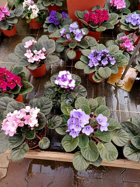 Img.2022.03.25 - Magazinul