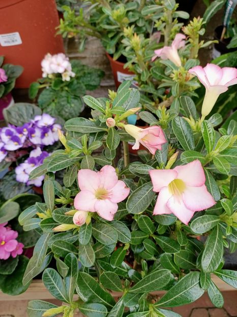 Img.2022.03.25 - Magazinul