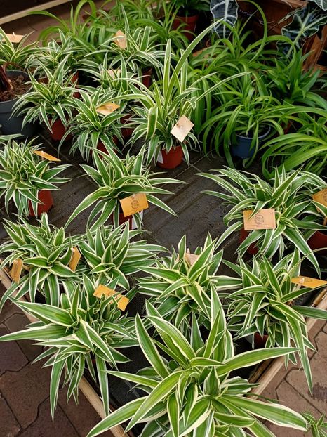 Img.2022.03.25 - Magazinul