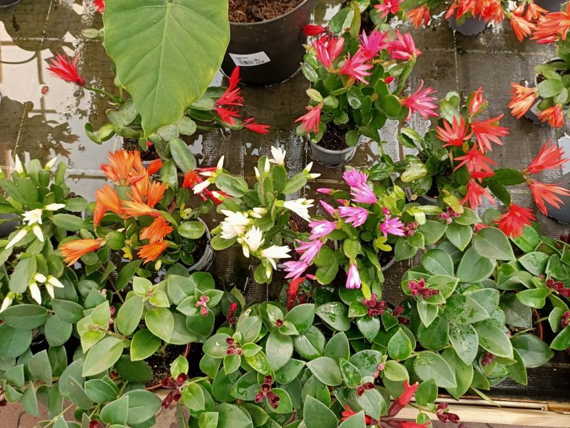 Img.2022.03.25 - Magazinul