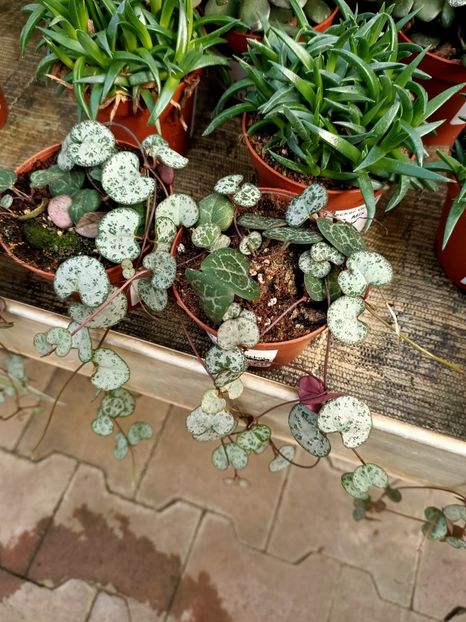 Img.2022.03.25 - Magazinul