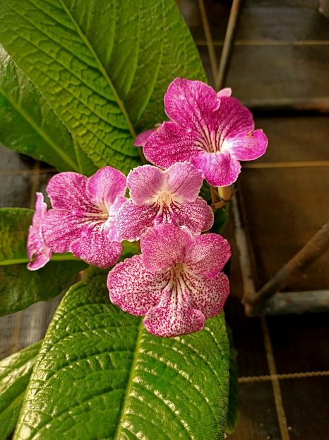 Img.2022.03.25 - Magazinul