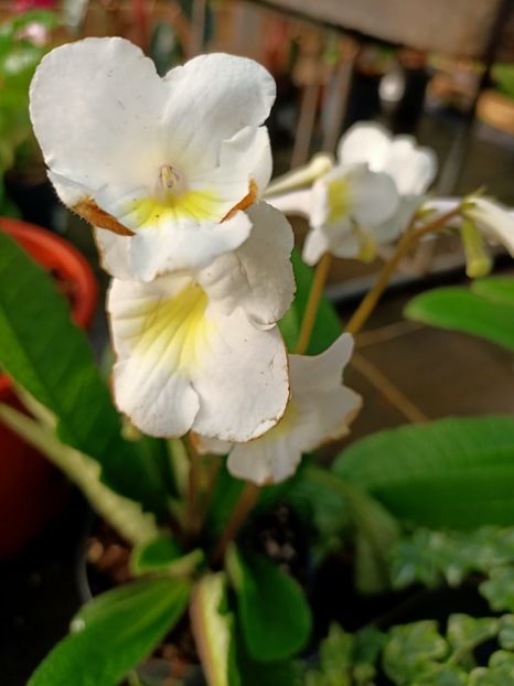 Img.2022.03.25 - Magazinul