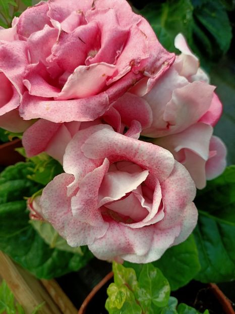 Img.2022.03.25 - Magazinul