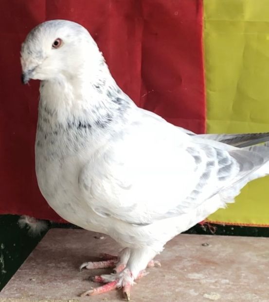 Fata 2021 - Femele pentru 2022