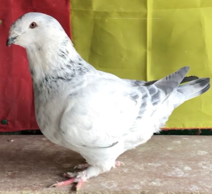 Vanduta - Femele pentru 2022