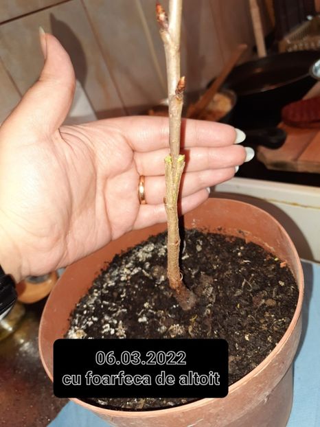 06.03.2022 - Altoire in despicatura 2022