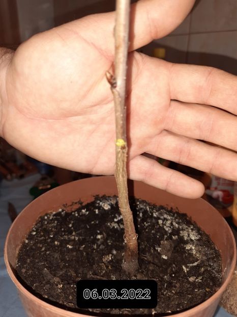 06.03.2022 - Altoire in despicatura 2022