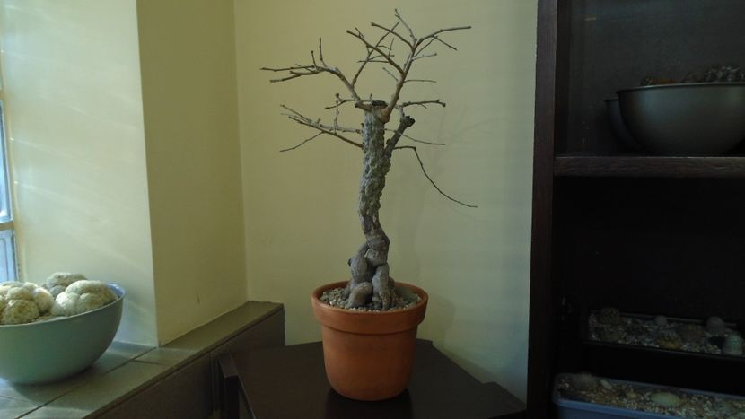 Operculicarya decaryi in repaus - Caudiciforme - pachycaule si bulboase 2021