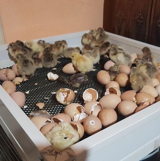 Seria II, 25 martie - a__Pui și tineret brahma 2022