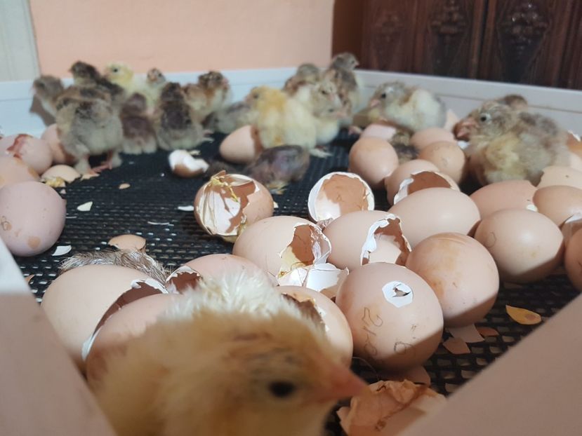  - a__Pui și tineret brahma 2022