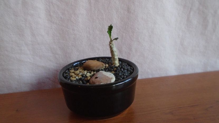 Euphorbia decaryi v. capsaintemariensis, Madagascar - Caudiciforme-pachycaule si bulboase 2022-2023