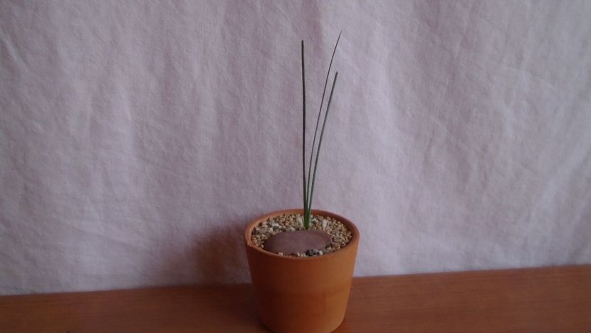Beaucarnea gracilis, Puebla, Oaxaca, Mx. - Caudiciforme-pachycaule si bulboase 2022-2023