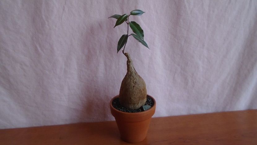 Petopentia natalensis - Caudiciforme-pachycaule si bulboase 2022-2023