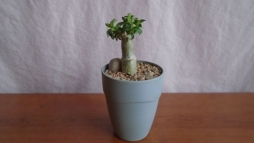 Pachypodium bispinosum, Africa de Sud (-1C) - Caudiciforme-pachycaule si bulboase 2022-2023
