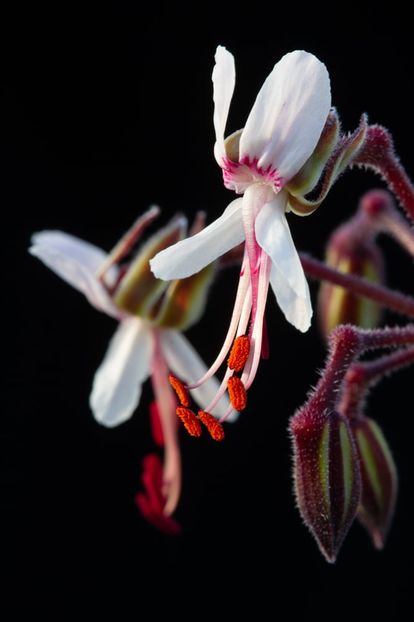 Pelargonium laxum ssp. karooicum - Caudiciforme-pachycaule si bulboase 2022-2023