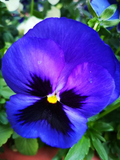 Panseluța albastra - 0 0 2022