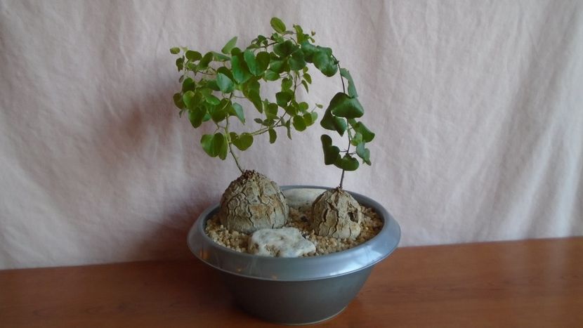 Dioscorea elephantipes, Africa de Sud - Caudiciforme - pachycaule si bulboase 2021