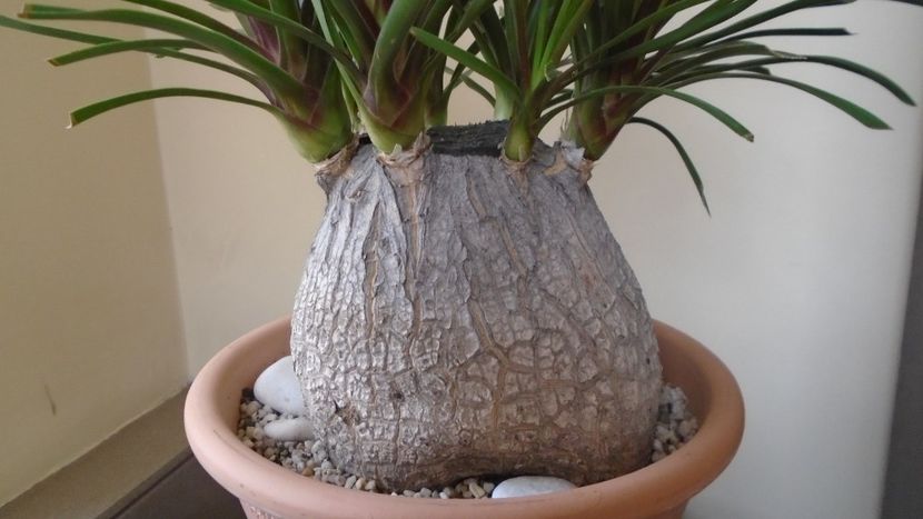 Beaucarnea recurvata, Mexic - Caudiciforme - pachycaule si bulboase 2021