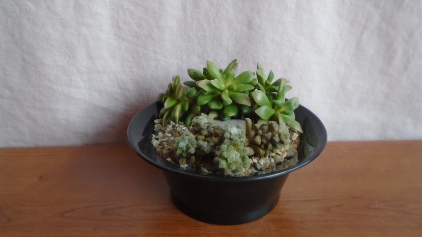  - Suculente-Agave-Yucca si Dracaena 2021