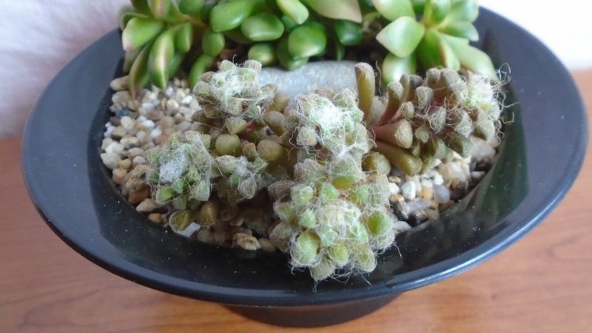  - Suculente-Agave-Yucca si Dracaena 2021