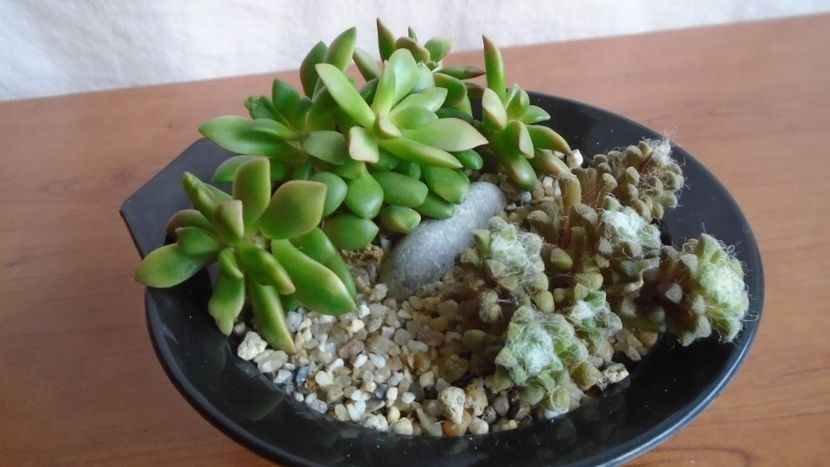  - Suculente-Agave-Yucca si Dracaena 2021