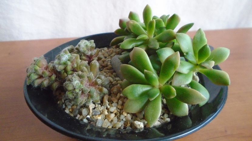  - Suculente-Agave-Yucca si Dracaena 2021