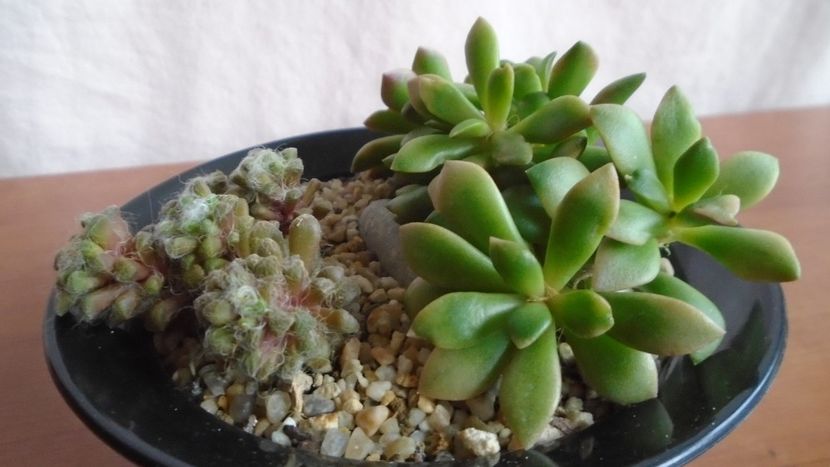  - Suculente-Agave-Yucca si Dracaena 2021