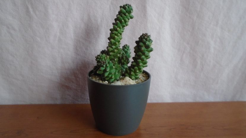  - Suculente-Agave-Yucca si Dracaena 2021