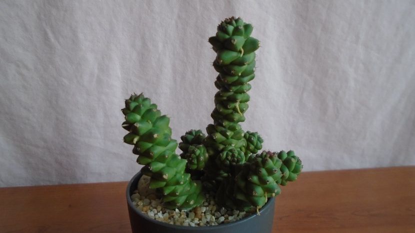  - Suculente-Agave-Yucca si Dracaena 2021