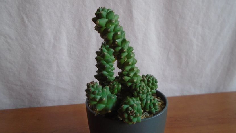  - Suculente-Agave-Yucca si Dracaena 2021