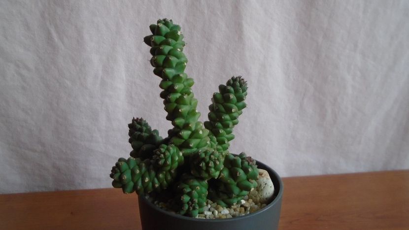  - Suculente-Agave-Yucca si Dracaena 2021
