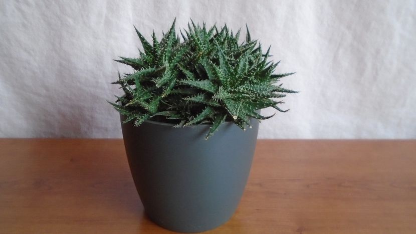  - Suculente-Agave-Yucca si Dracaena 2021